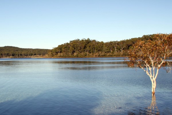 What Animals Can You Expect to See on Fraser Island?