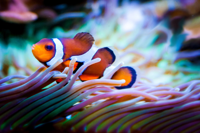 Finding Nemo in the Great Barrier Reef