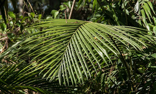 Cape Tribulation. Daintree Rainforest. Mossman Gorge.